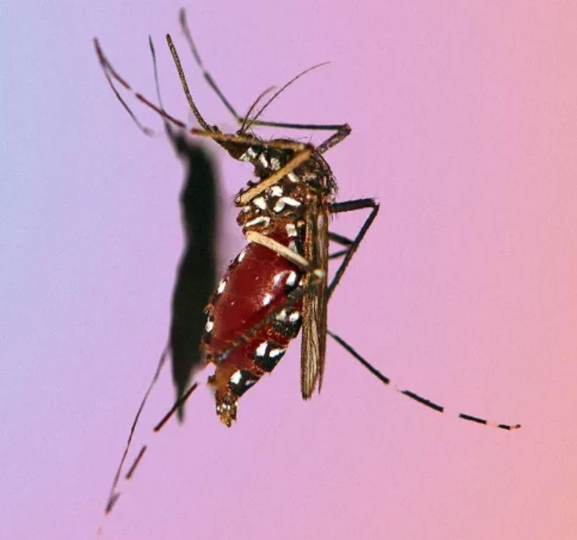 How Your Cell Phone Will Help Track Disease-Carrying Mosquitos