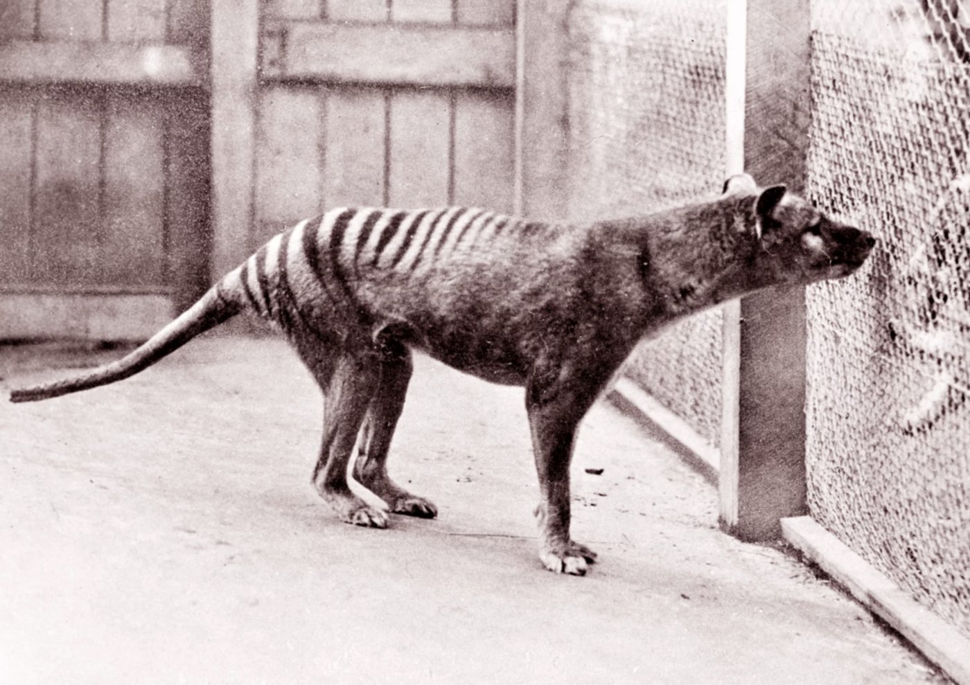 Scientists Want To Bring the Extinct Tasmanian Tiger Back To Life