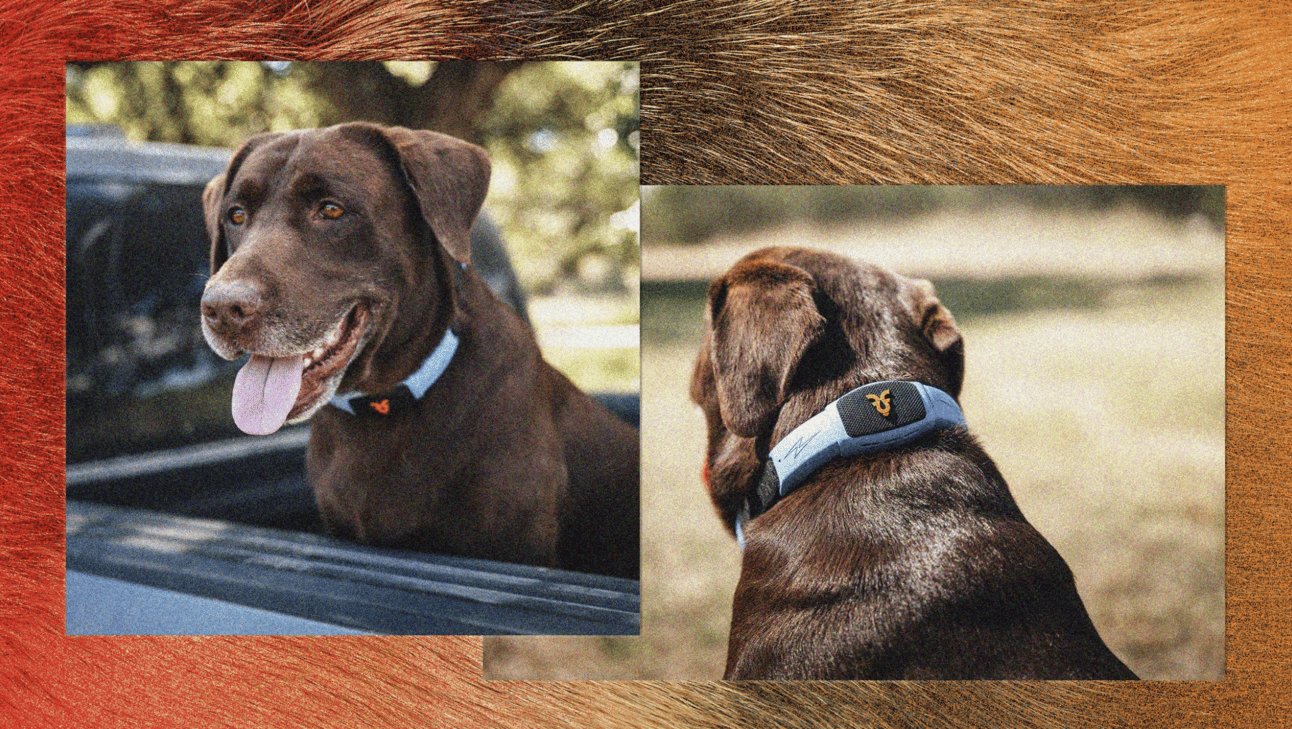 The Talking Pet Collar That Aims To Give Your Pet a Voice