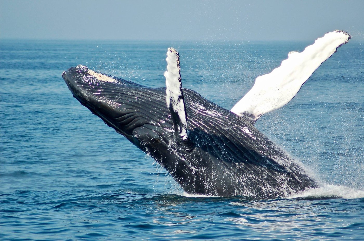 Why We Finally Did Save the Whales