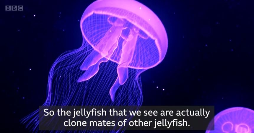 Why Jellyfish Might Be The Perfect Sustainable Seafood To Eat