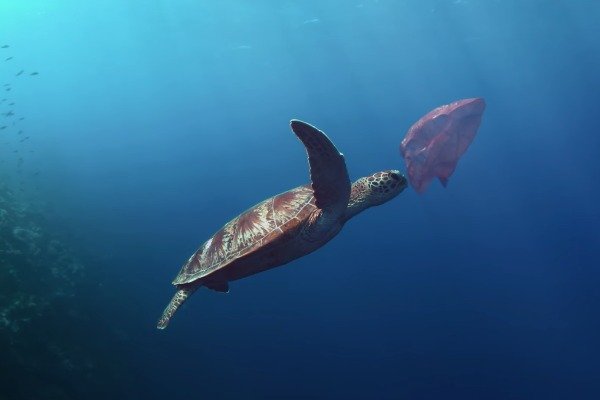 Morgan Freeman Narrates Documentary About A Surprising New Ocean Species