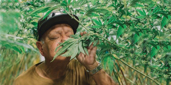 Cheech Reveals "Rigorous" Testing Methods For His New Pot Brand