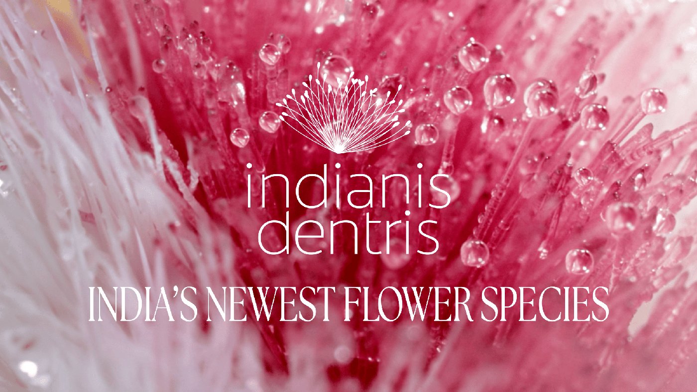 The Indianis Dentris and Other Big Winners from Cannes