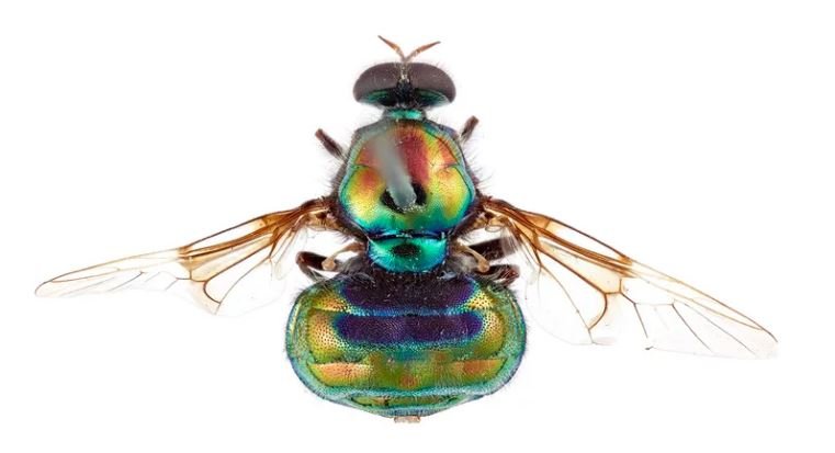 Why Australian Scientists Are Naming This Fly After A Drag Queen