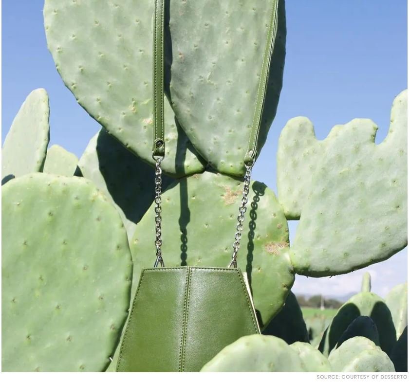 Cactus Leather: The New Eco-Friendly Fabric
