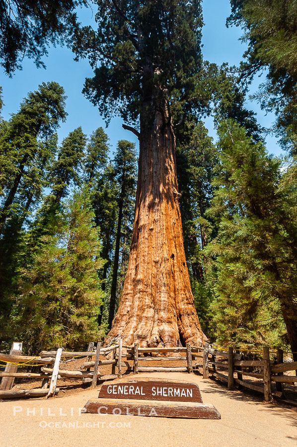 General Sherman (Giant Sequoia)