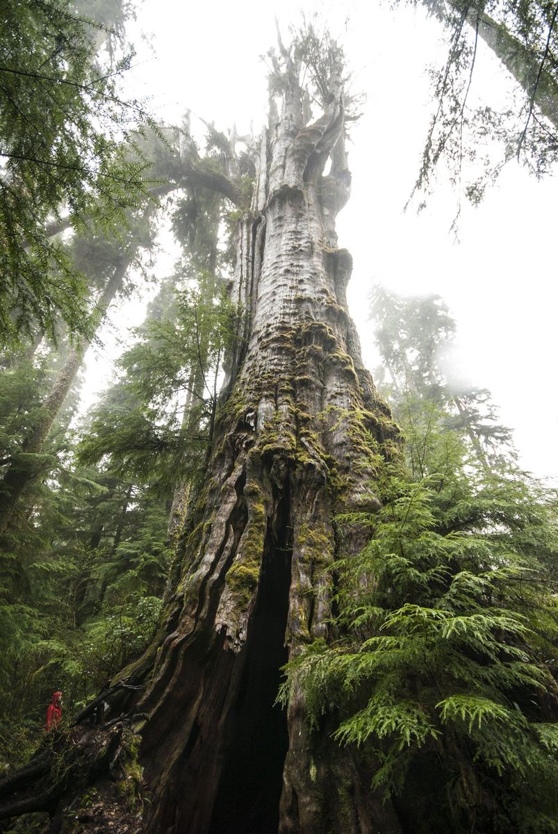 Quinault Lake Cedar (Western Redcedar)
