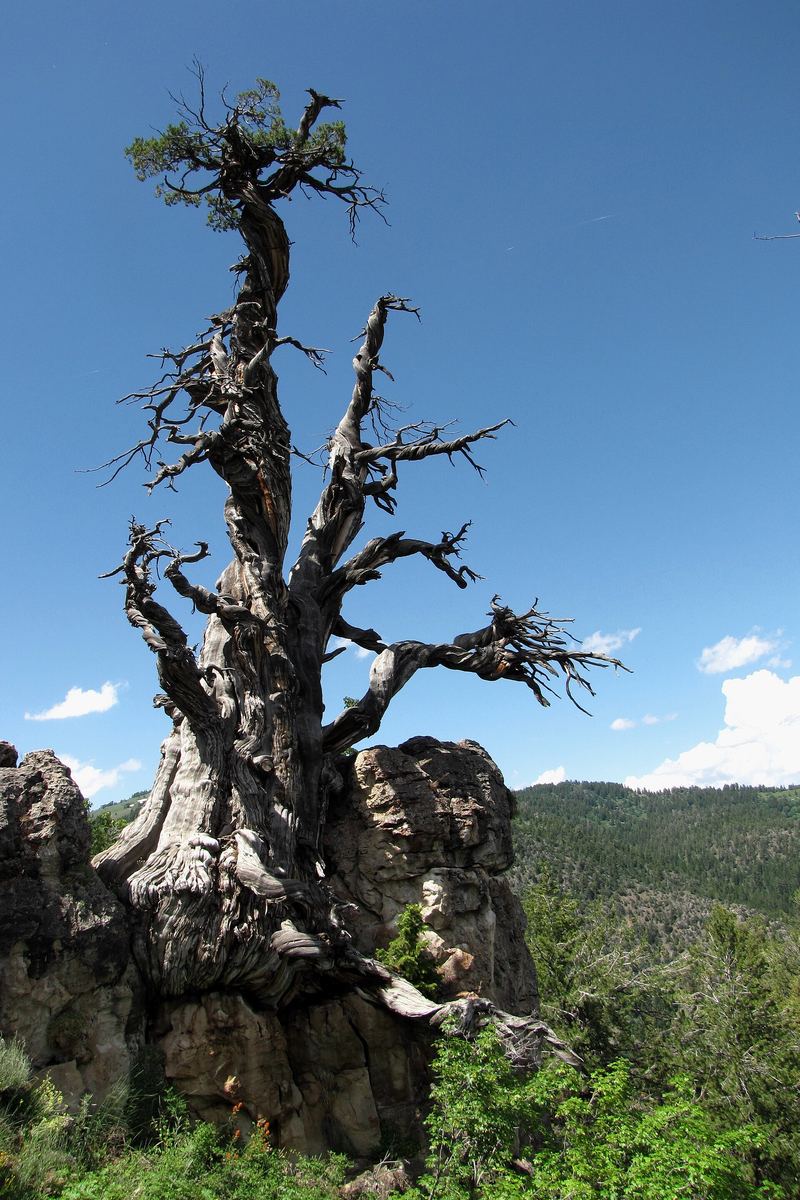 Jardine Juniper (Rocky Mountain Juniper)