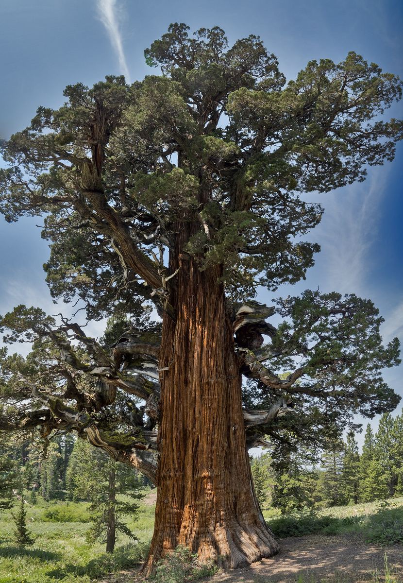 Bennett Juniper (Western Juniper)