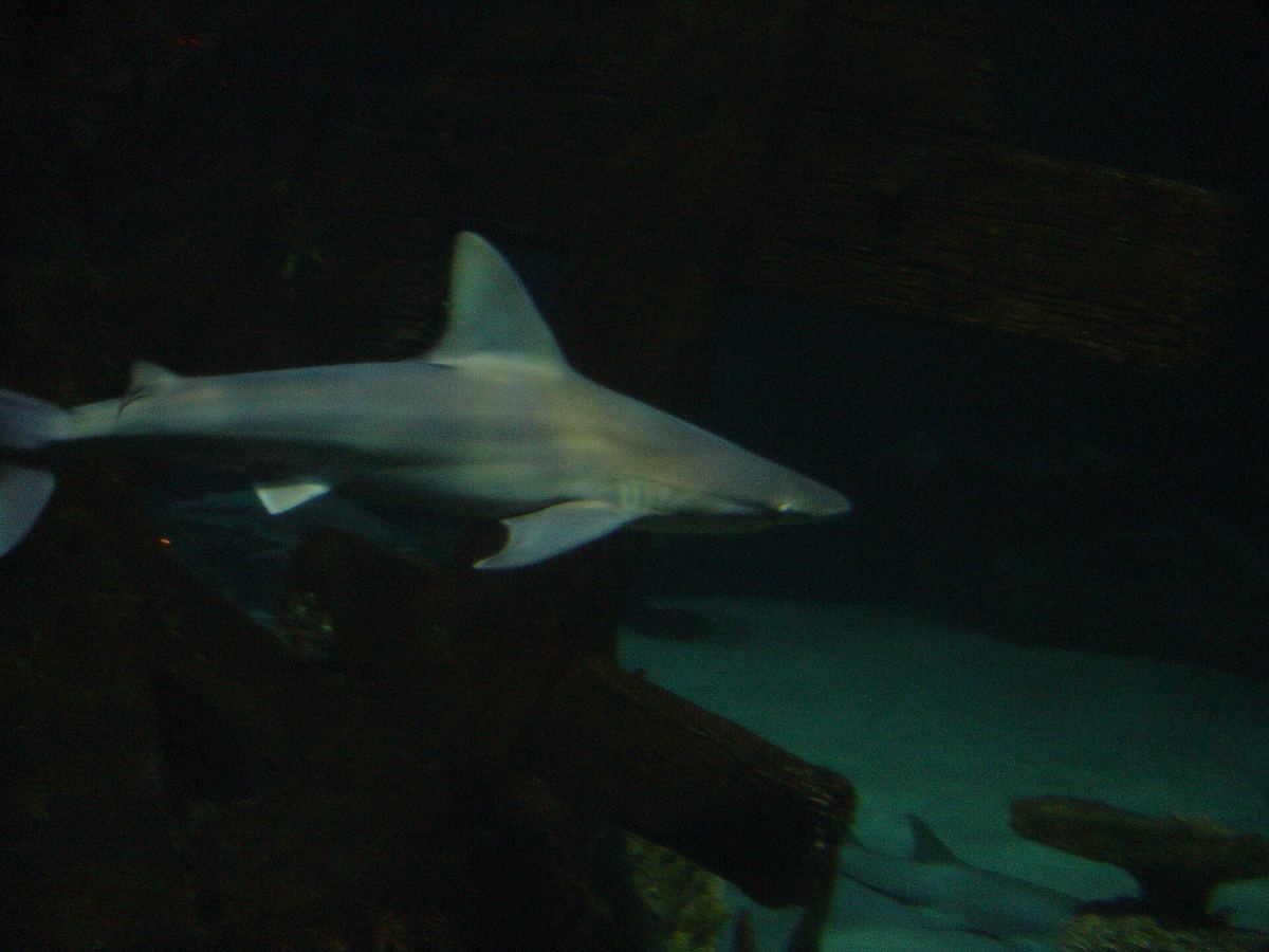 Shark Reef Aquarium At Mandalay Bay