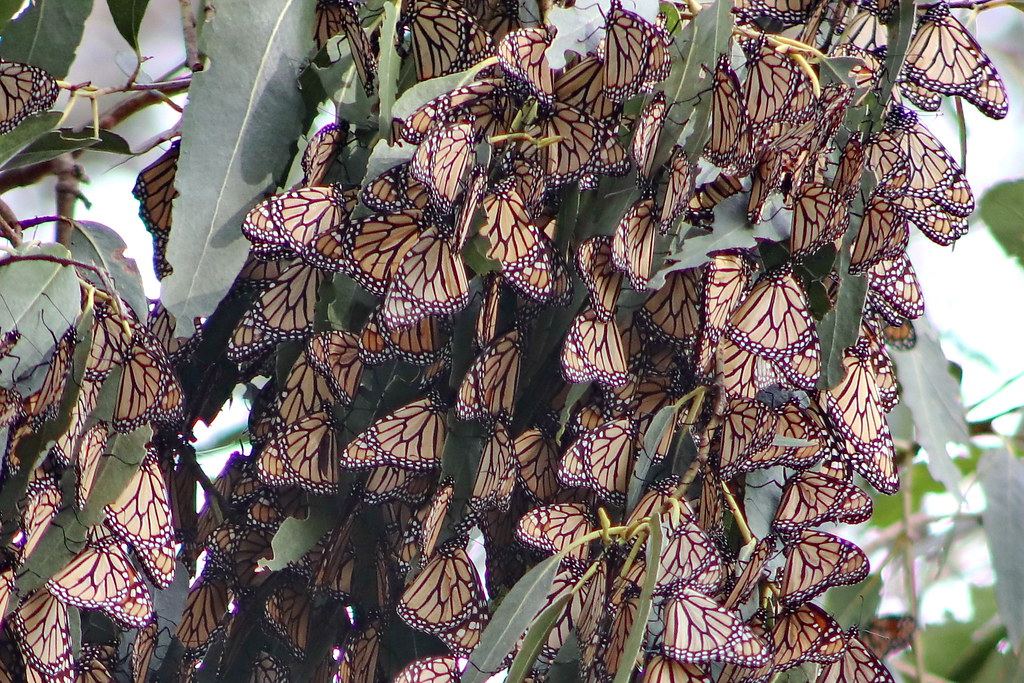 Pismo State Beach Monarch Butterfly Grove