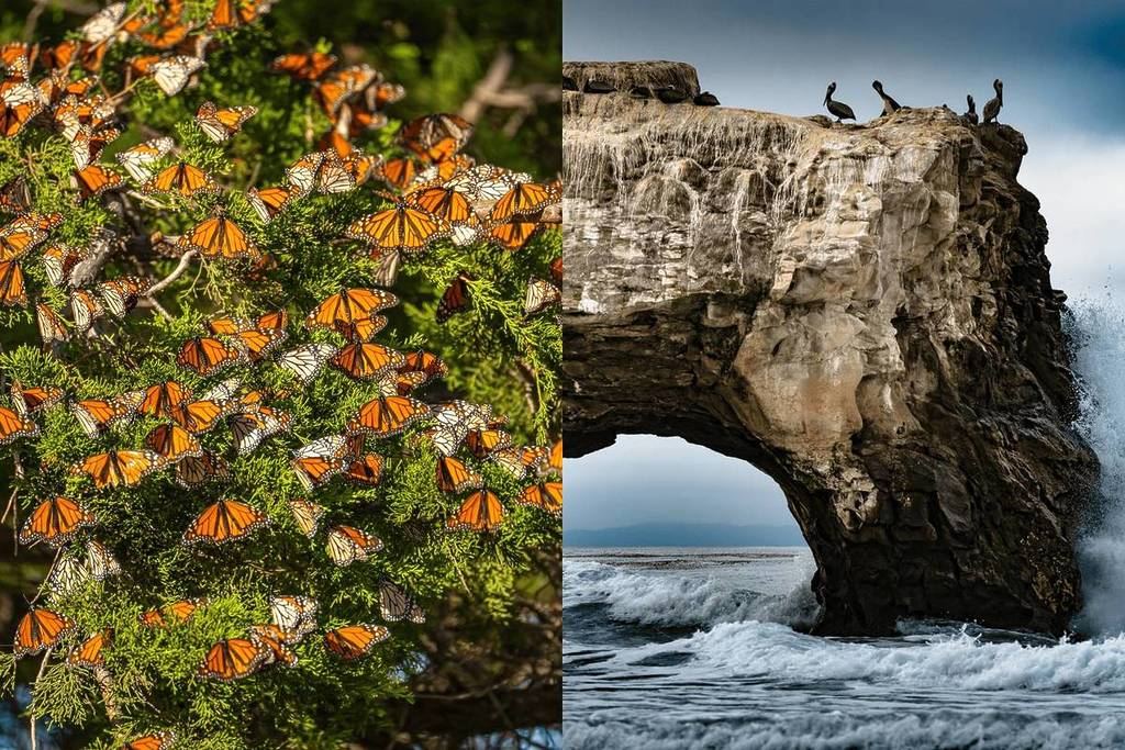 Natural Bridges State Beach