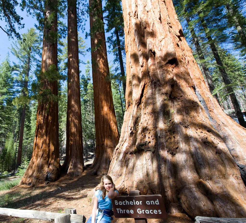 Mariposa Grove of Giant Sequoias - Yosemite National Park