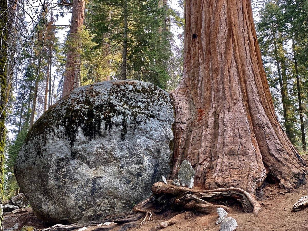 The Giant Forest - Sequoia National Park