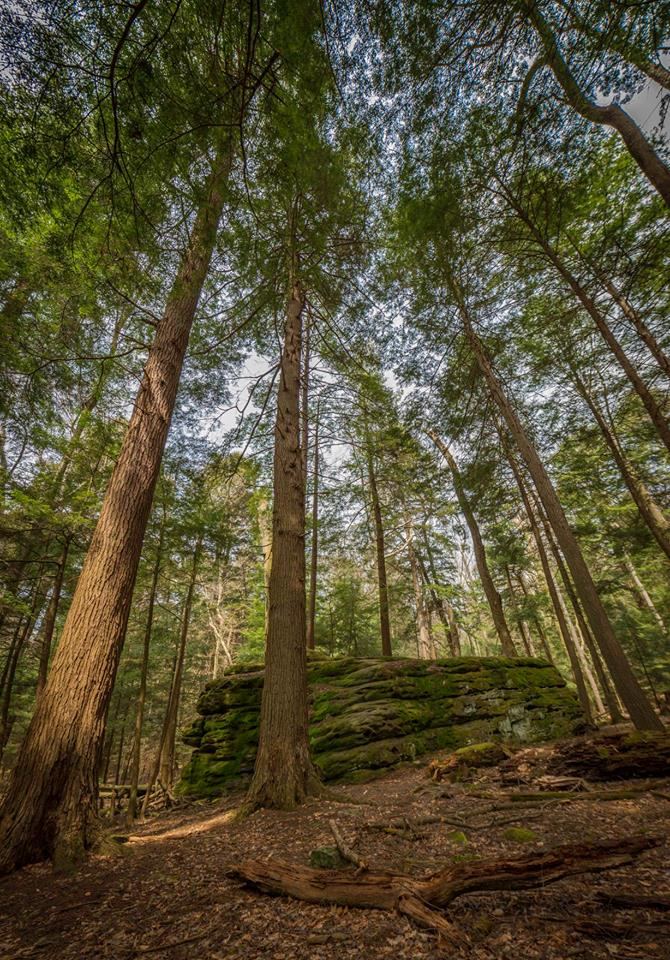 Forest Cathedral Natural Area - Cook Forest State Park