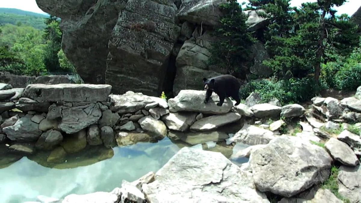 Grandfather Mountain