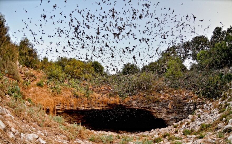 Bracken Cave Preserve