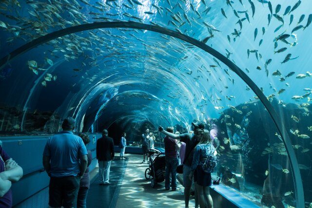 Marine Life