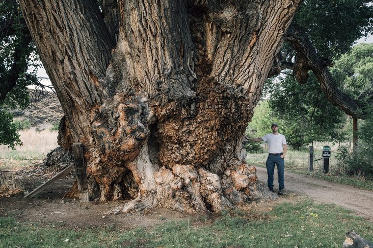 National Champion Trees