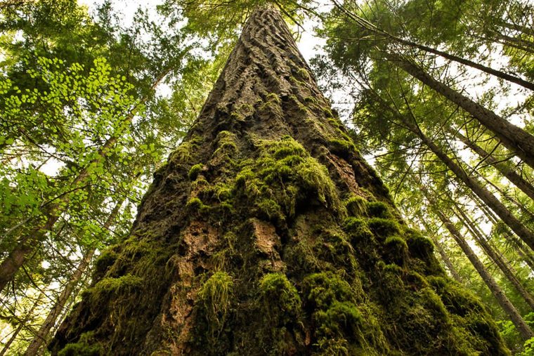 Old Growth Forests