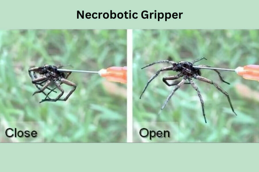 Necrobotic Gripper