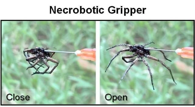 necrotic grippers