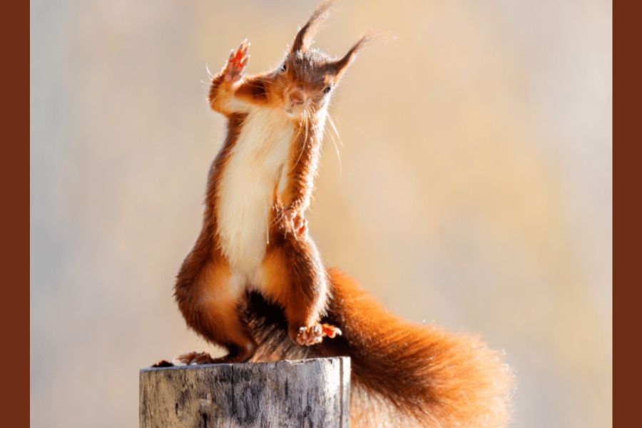 featured image for The Myth That Women Are More Empathetic, What Countries Are Proudest and a Dancing Squirrel