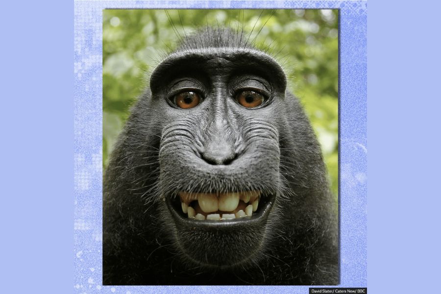 featured image for The World-Famous Monkey Selfie, FIFA Is Ruining the World Cup and the Legacy of Tim Cook